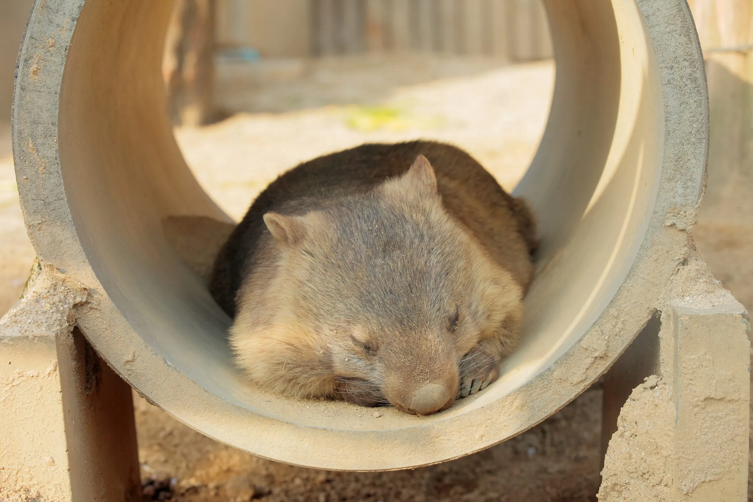 ウォンバット