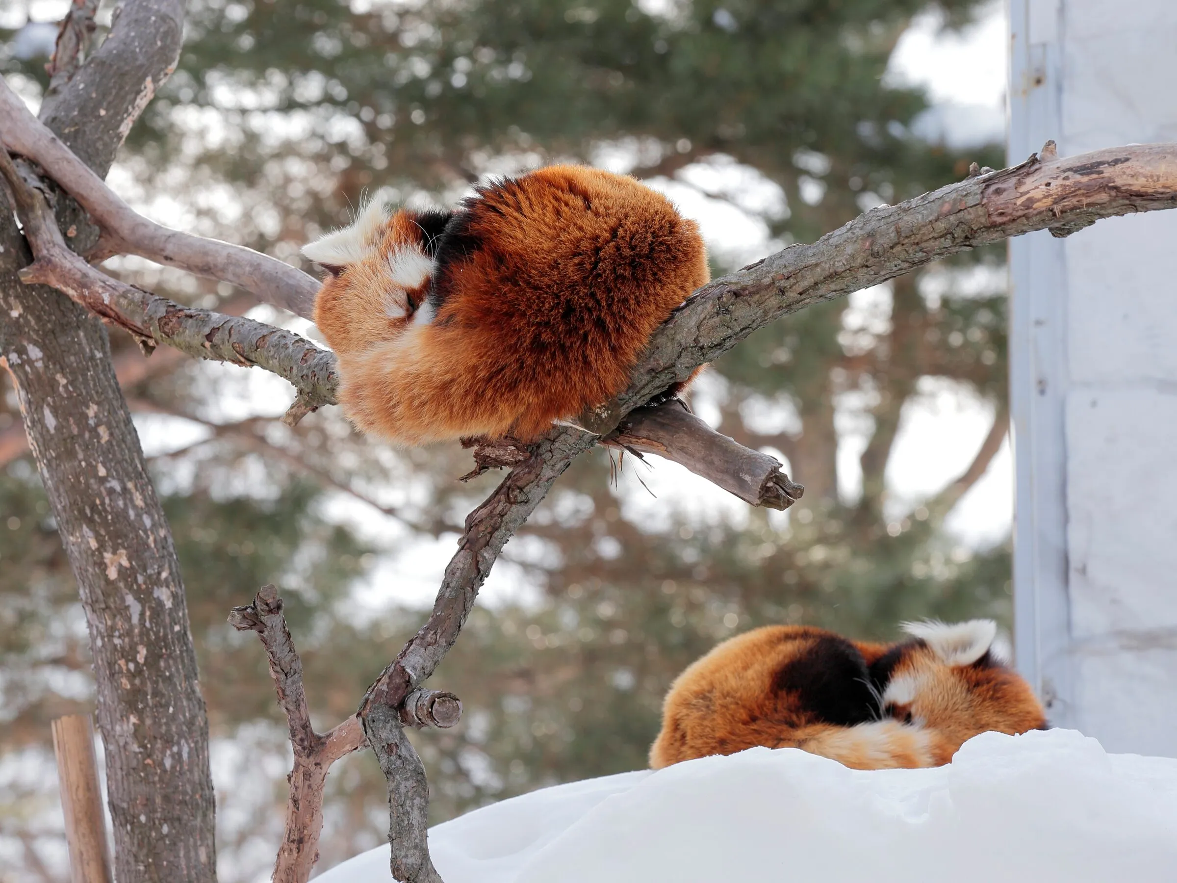 レッサーパンダ