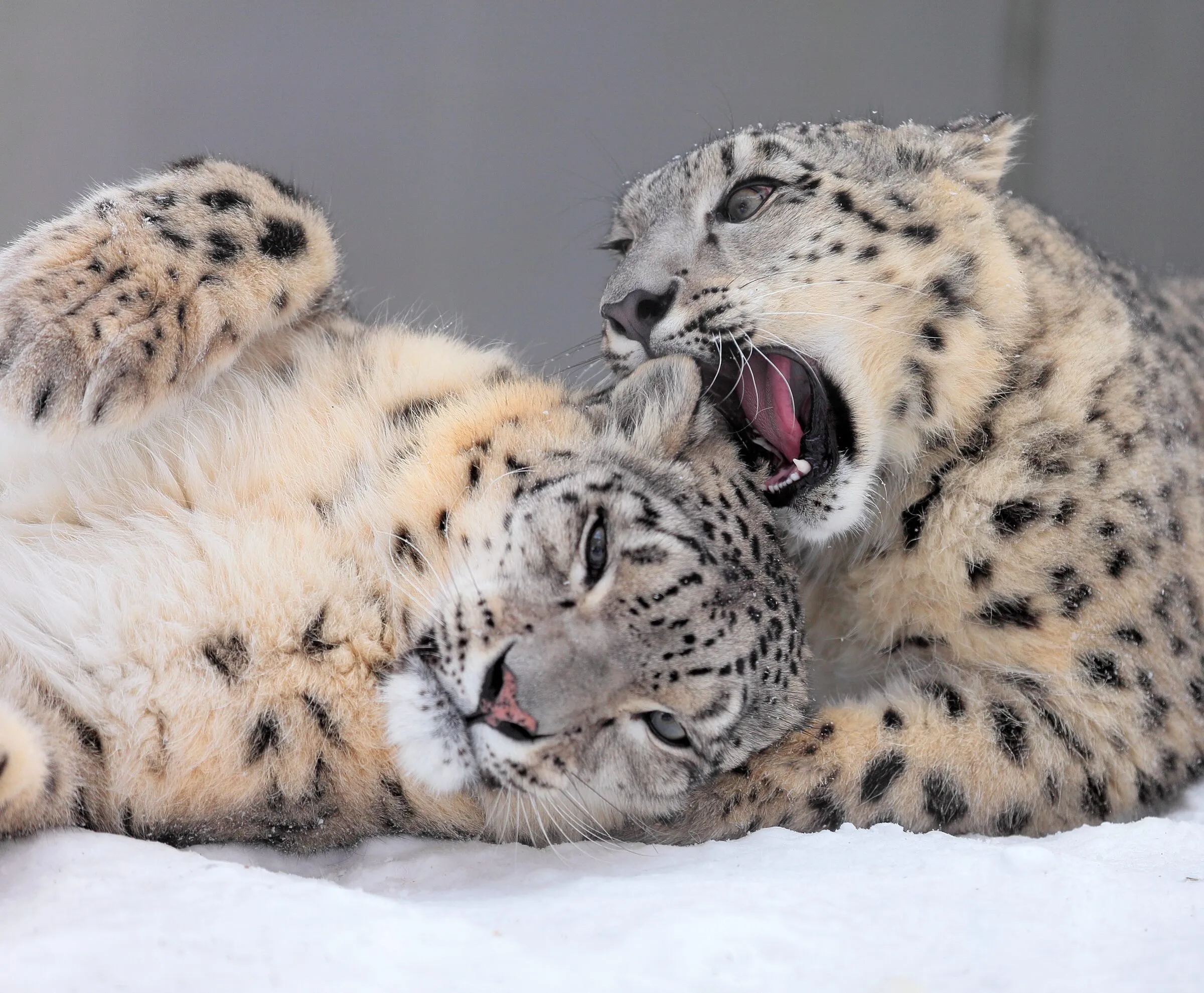 ユキヒョウ