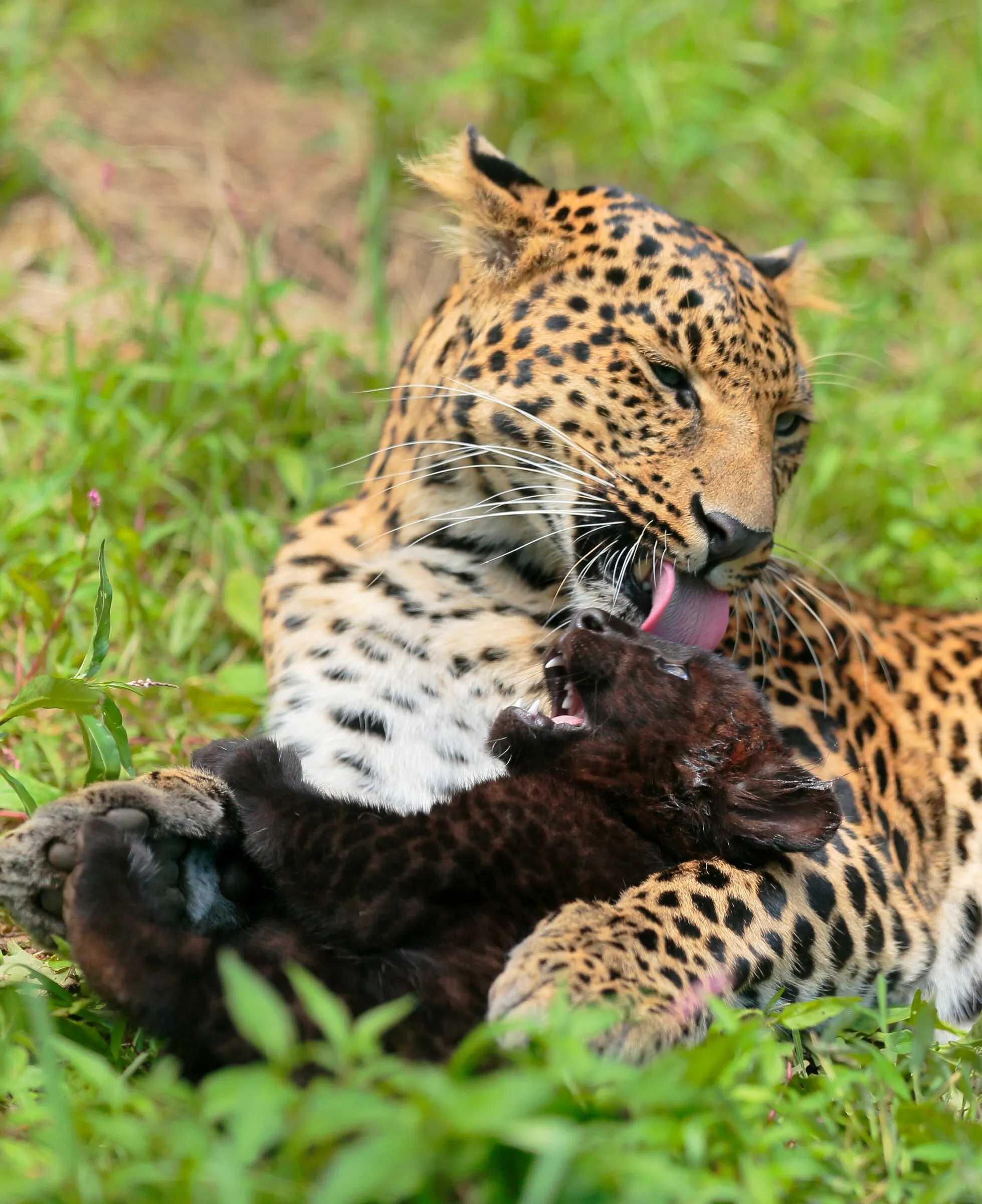 ヒョウ